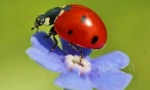 Ladybug дома